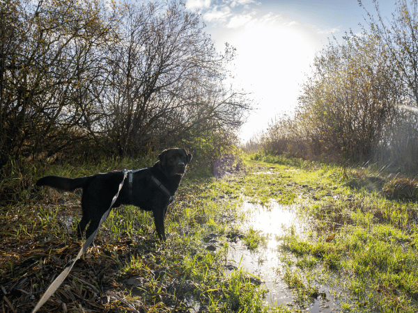 Ein Hund ist an der Leine festgebunden und schaut dich an. Die tief stehende, grelle Sonne scheint, und der Boden ist nass aber es macht spass hier zu wandern.