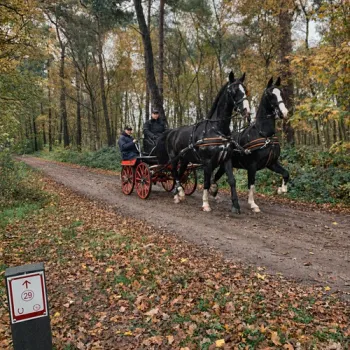 Twee paarden trekken een koets met rode wielen over een bospad vol herfstbladeren, langs een ruiterroutepaaltje met nummer 29.